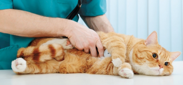 Vet-QA-St.-Francis-Animal-feature Vet-QA-St.-Francis-Animal-feature