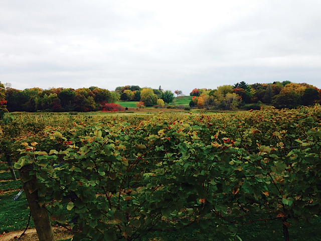 Fall colors at 7 Vines Vineyard in Dellwood. Photo courtesy of the Minnesota Grape Growers Association