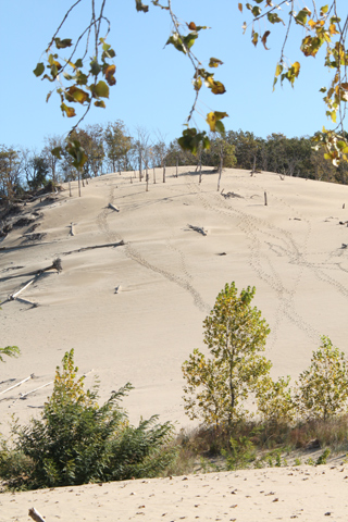 A-view-through-trees-up-a-dune-at-Warren-Dunes-State-Park A view through trees up a dune at Warren Dunes State Park.