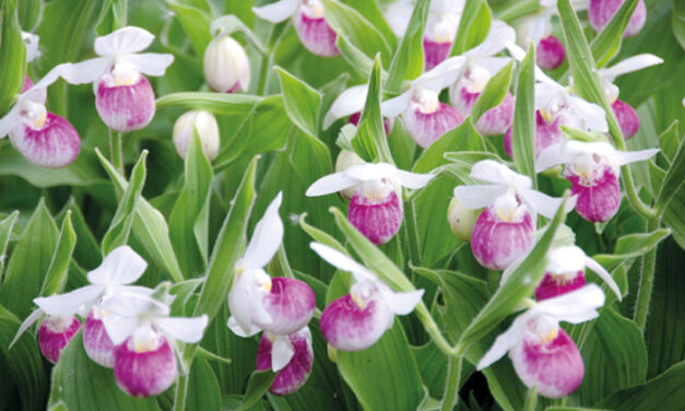 The Most Wonderful Time Of The Year