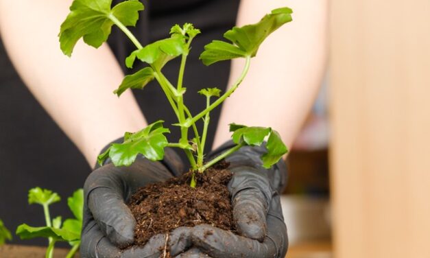 Skirting the Issues: Plant Whisperer 