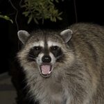 Furry Bandit Builds Rainbow Nest With Stolen Pride Flag & Causes Frenzy In Neighborhood