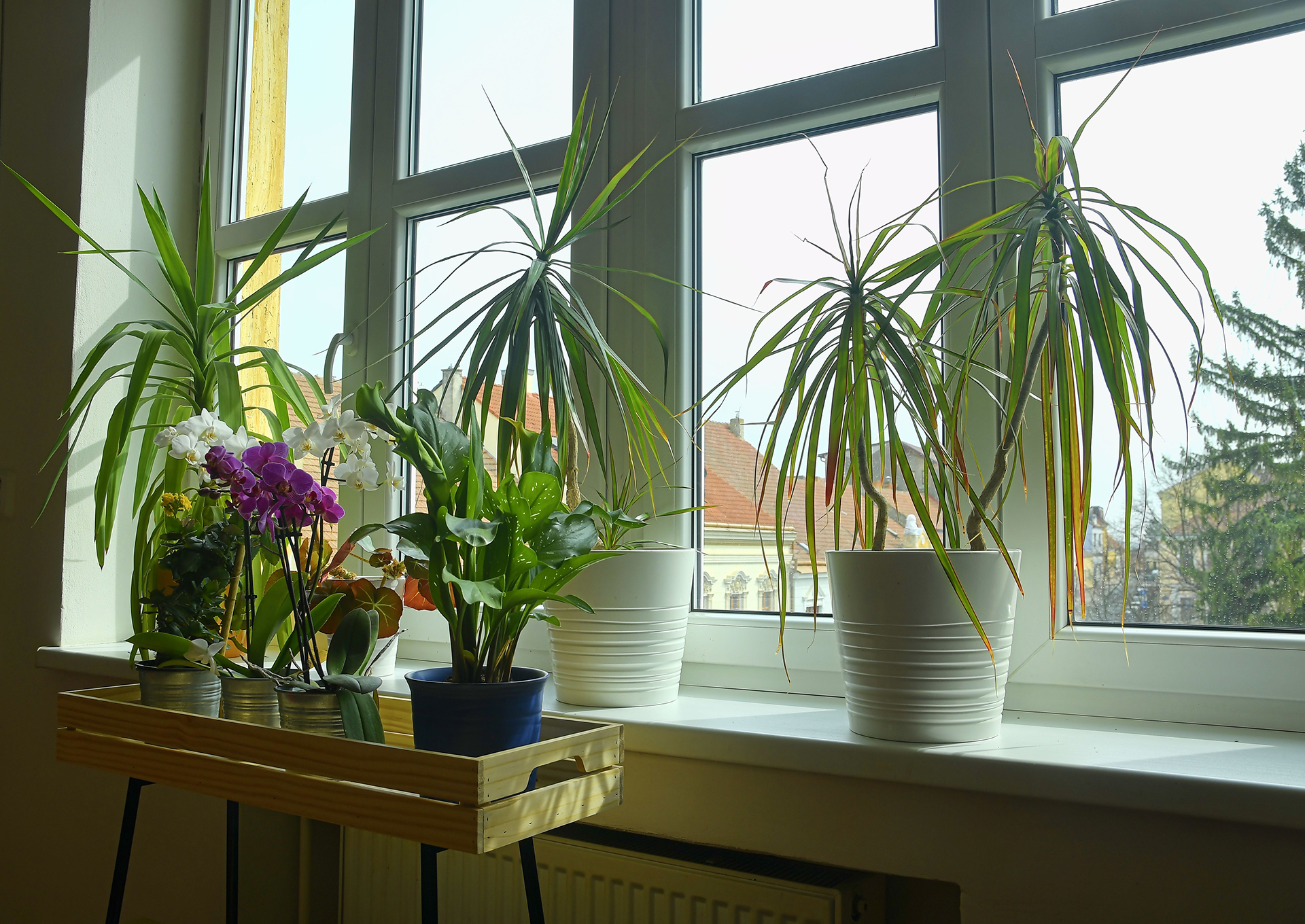 A Word in Edgewise: From My Winter Garden | Lavender Magazine - Vimarsana News