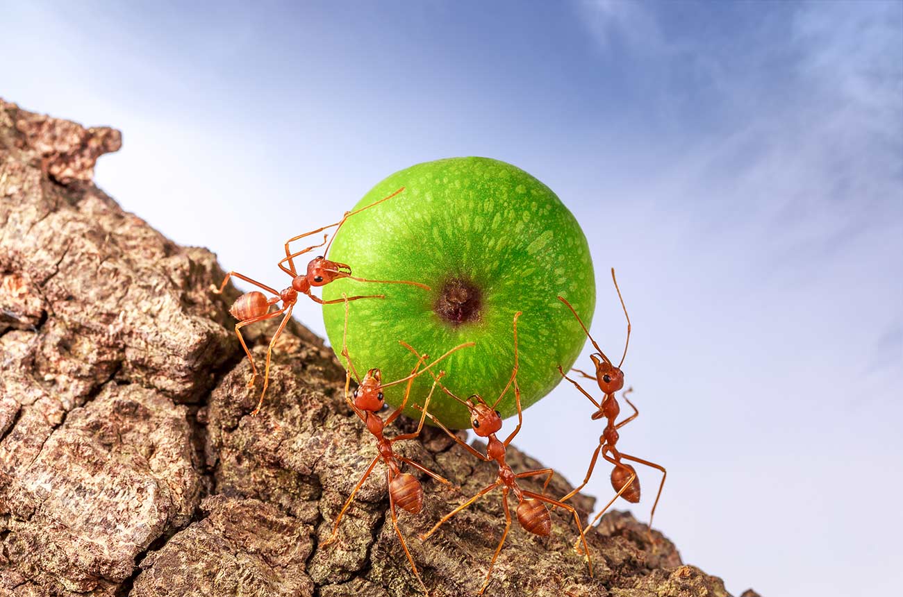 Ants carrying food together.