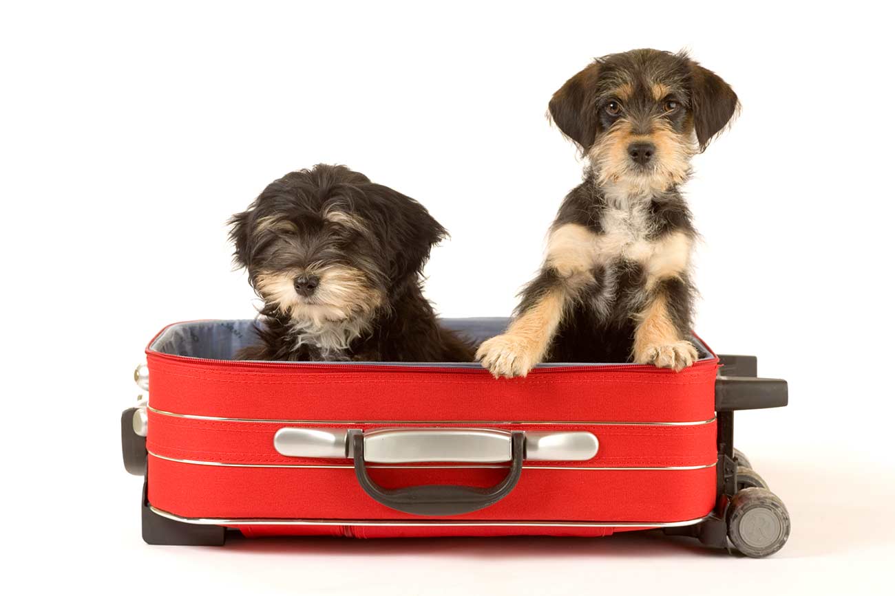Two cute puppies in the suitcase.