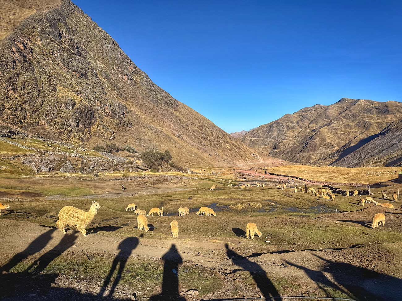 Mikah views Alpacas during breakfast.
