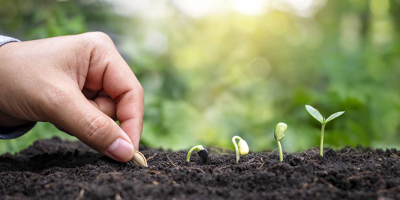 Hands planting plants with seeds and trees growing in the soil.