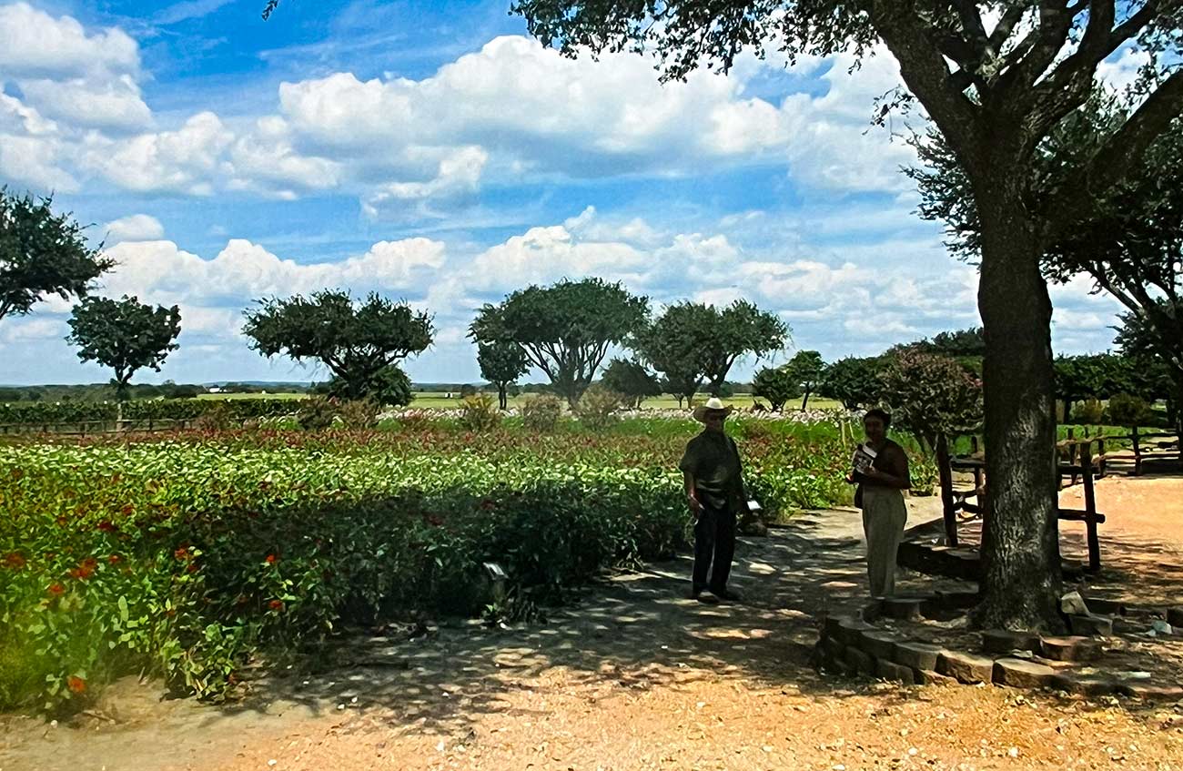 People strolling the pathways between flower fields.
