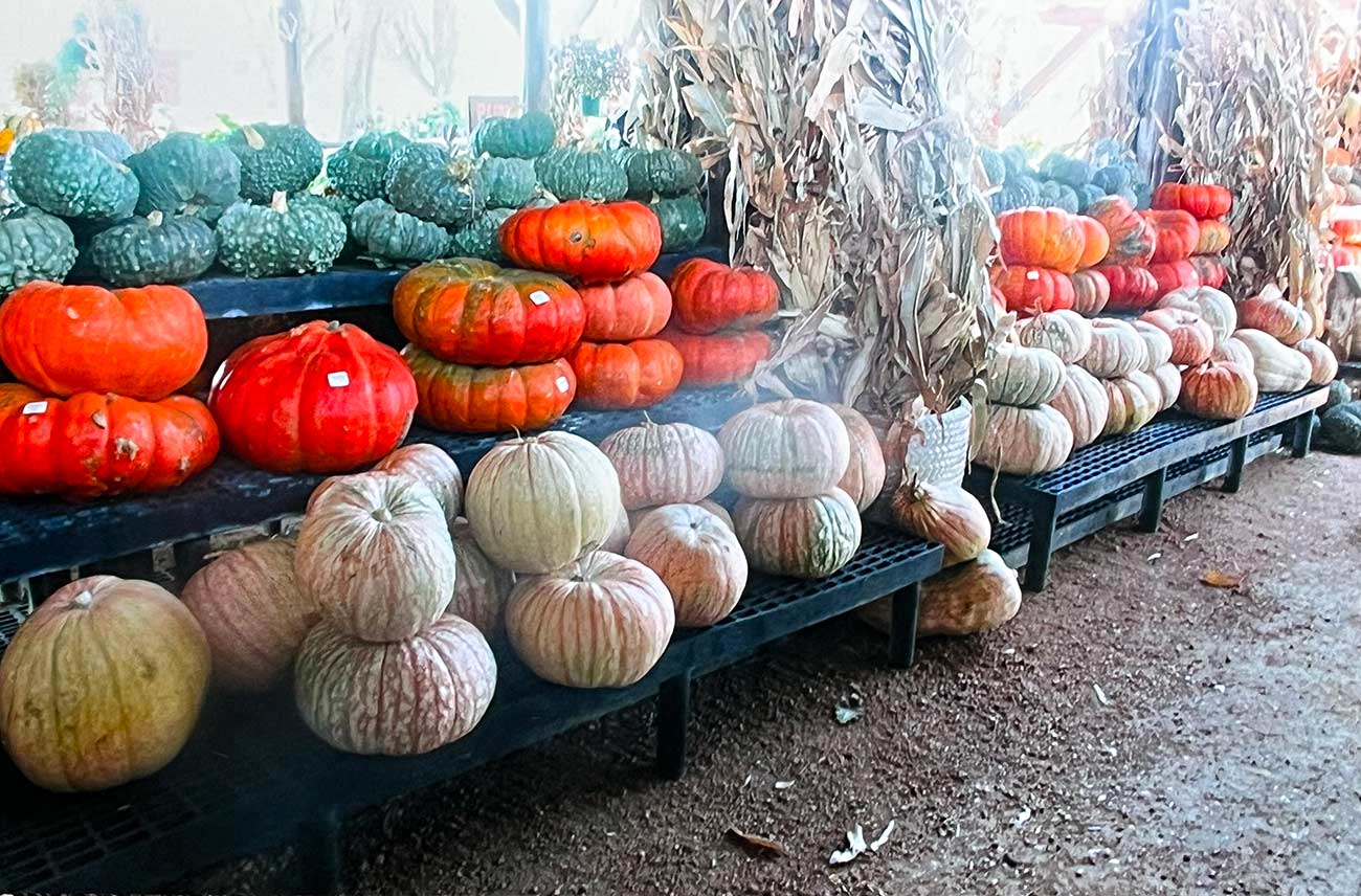 Pumpkins on display at Wildseed Farms.
