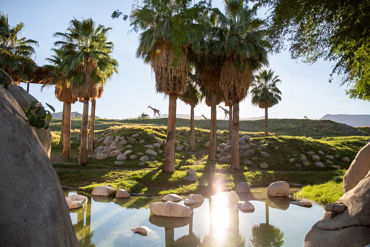 Giraffes walking in the distance on a hill behind palm trees.