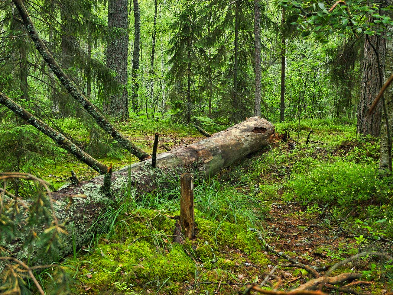 Fallen tree covered with moss lying in a dense forest.