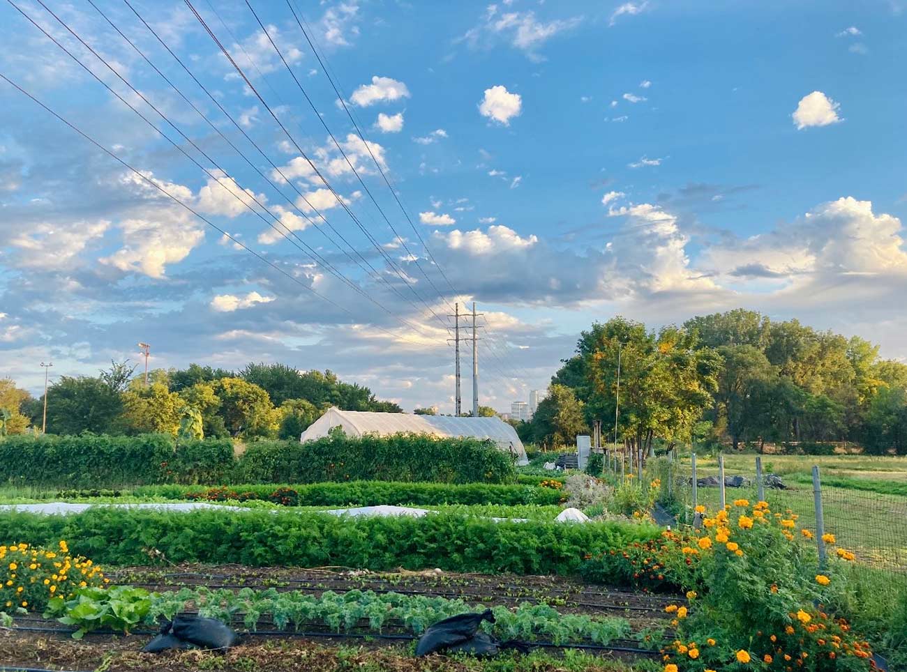California Street Farm garden field with greenhouse in the background.