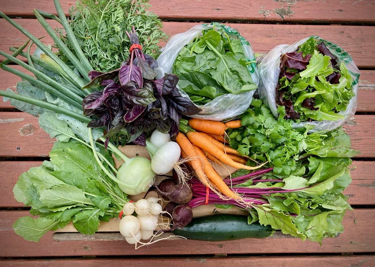 Lettuce, carrots, onions, herbs and other veggies grown on the farm on wood table.