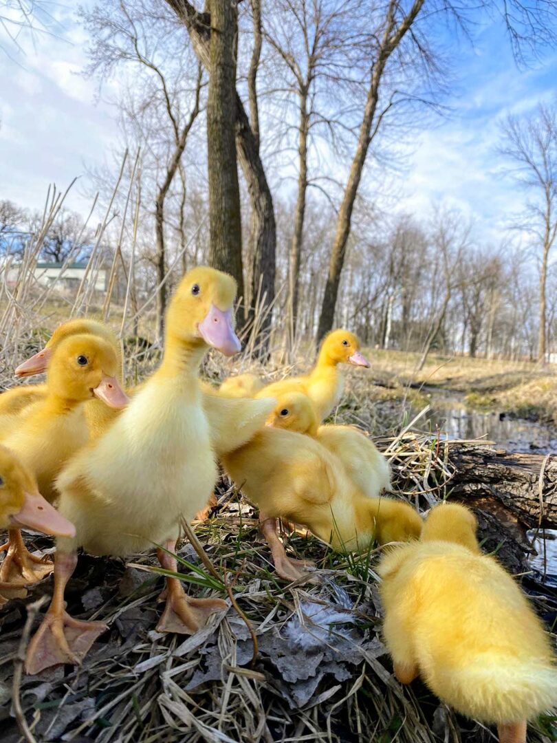 Multiple yellow ducks roaming free by a creek.