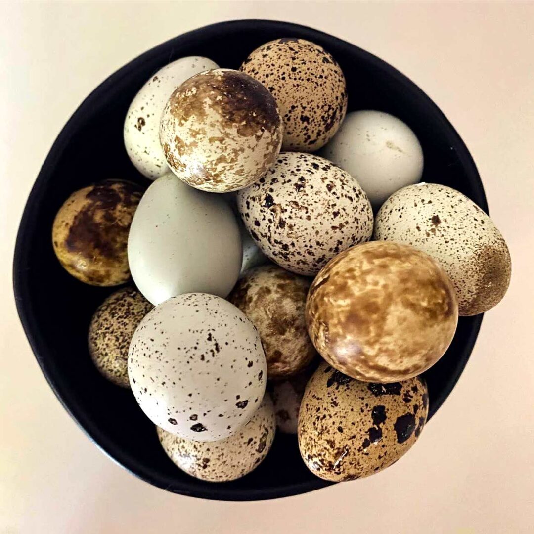 A bowl with freshly laid speckled eggs.
