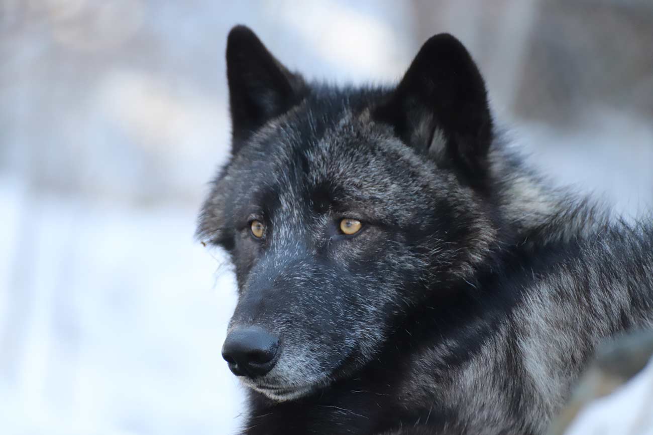 Close-up of a black wolf named Cedar at the International Wolf Center.