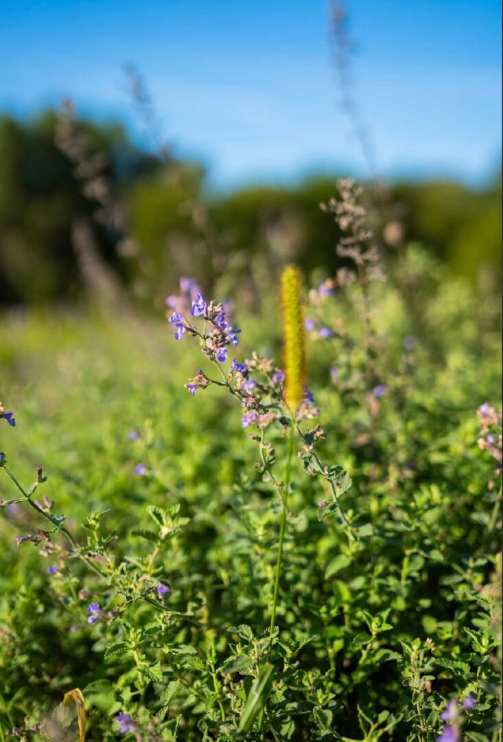 Close-up view of the lavender plant.