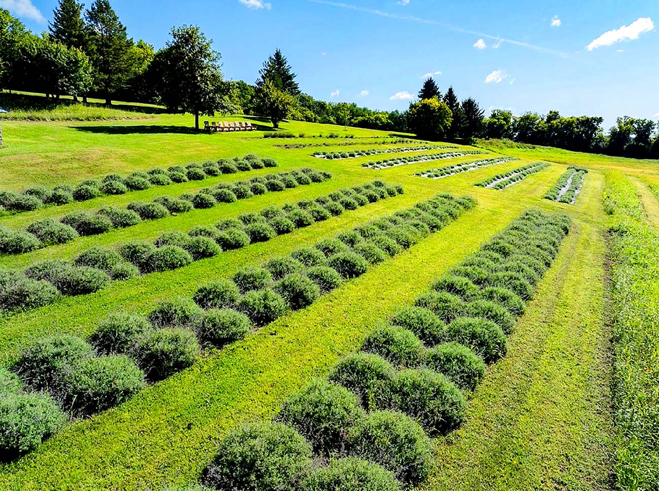 Aerial view of lavender fields with rows of lavender plants.