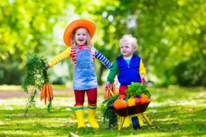 Two children picking fresh vegetables on organic bio farm.