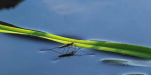 Water strider moves quickly on the water surface.