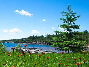Beautiful wild flowers growing near the north shore of Lake Superior in Minnesota on a sunny day.